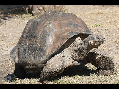 Giant Tortoise  -  Galapagos Tortoise