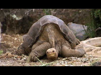 Giant Tortoise  -  Pinta Island Tortoise