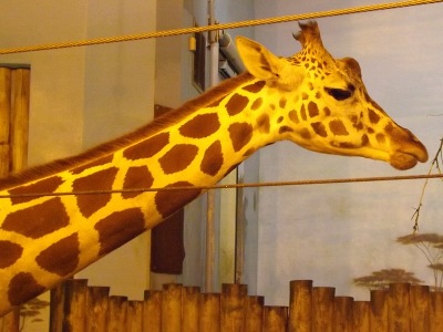 Giraffe  -  Reticulated Giraffe