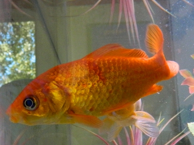 Goldfish  