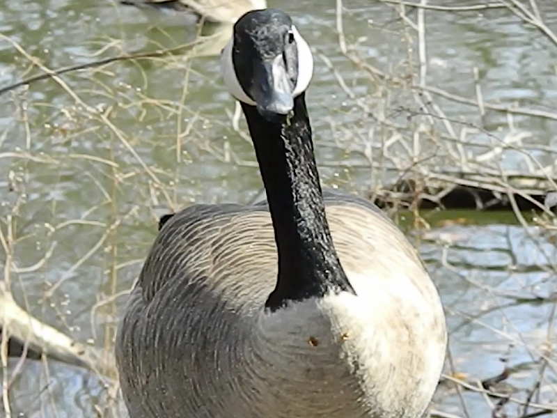 Goose  