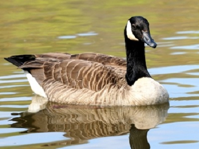 Goose  -  Canada Goose