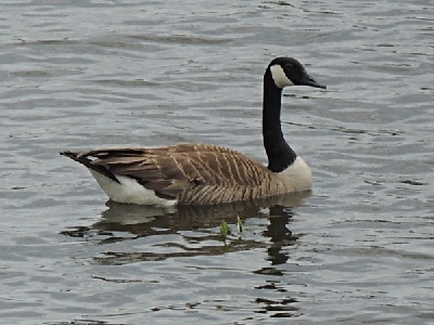 Goose  -  Canada Goose