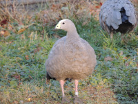 Cape Barren Goose image