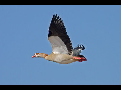 Goose  -  Egyptian Goose