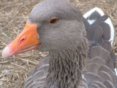 Goose  -  Graylag Goose