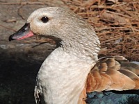 Orinoco Goose image