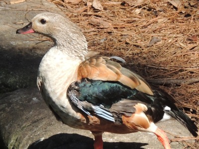 Goose  -  Orinoco Goose