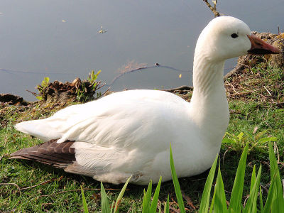 Goose  -  Snow Goose