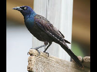 Common Grackle image
