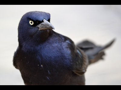 Grackle  -  Great-tailed Grackle