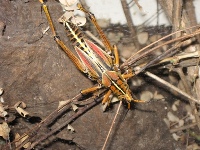 grasshopperimage1