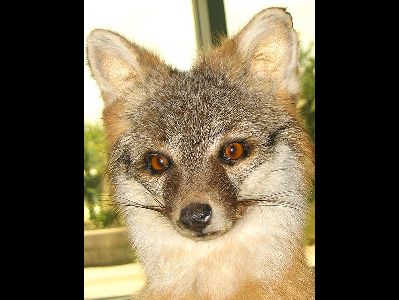 Gray Fox  