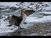 Great Cormorant image