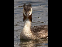 Great Crested Grebe image