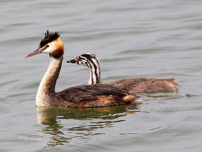 Grebe  -  Great Crested Grebe