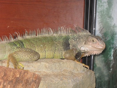 Green Iguana  