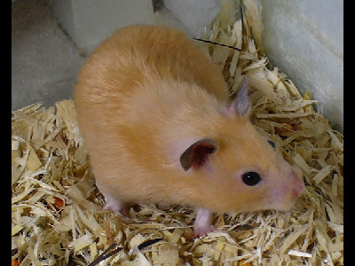 Hamster  -  Golden Hamster