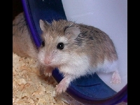 Roborovski Hamster image