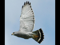Grey Hawk image