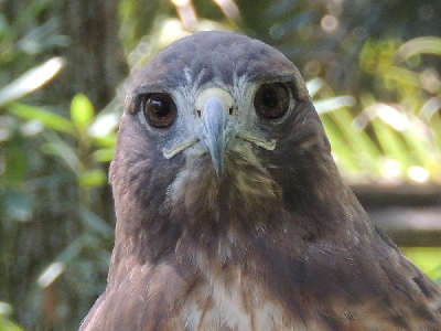 Hawk  -  Red-tailed Hawk