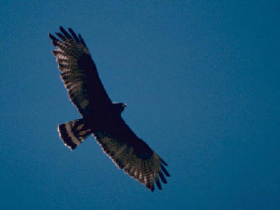 Hawk  -  Zone-tailed Hawk