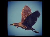 Black-crowned Night Heron image