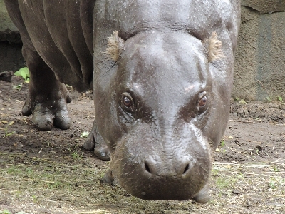 Hippopotamus  -  Pygmy Hippo