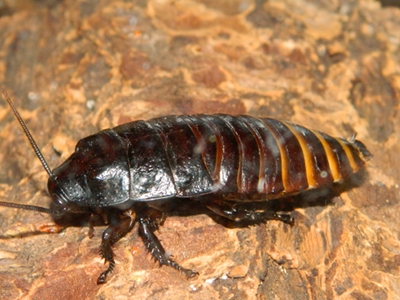 Hissing Cockroach  