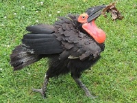 Southern Ground Hornbill image
