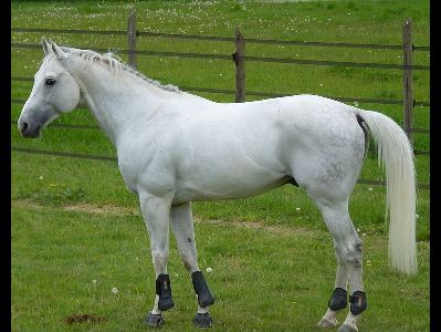 Horse  -  Anglo-Arabian