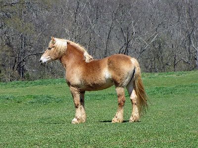 Horse  -  Belgian Draft