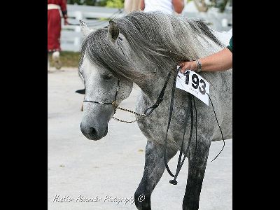 Horse  -  Caspian
