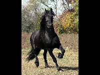 Friesian Horse image