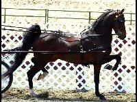 Hackney Horse image