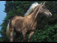 Rocky Mountain Horse image