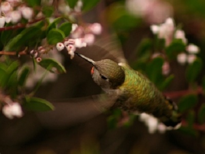 Hummingbird  -  Anna's Hummingbird