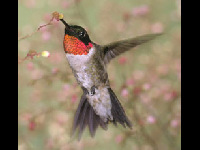 Ruby-throated Hummingbird image