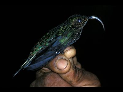 Hummingbird  -  White-tipped Sicklebill