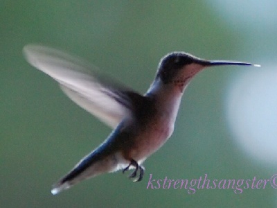 Hummingbird  