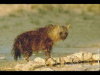 Brown Hyena image