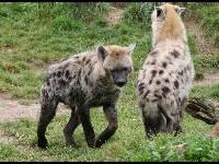 Spotted Hyena image