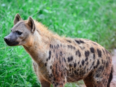 Hyena - Spotted Hyena Information for Kids