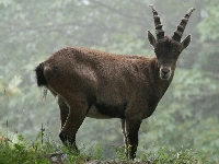 Ibex image