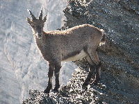Alpine Ibex image