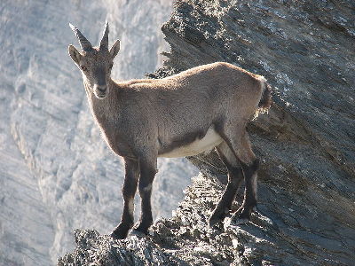Ibex  -  Alpine Ibex