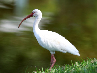 American White Ibis image