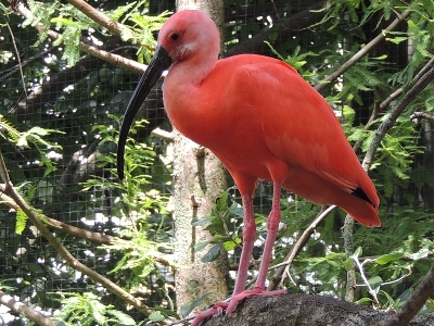 Ibis  -  Scarlet Ibis