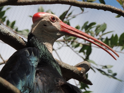 Ibis  -  Southern Bald Ibis