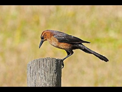 Icterid  -  Boat-tailed Grackle